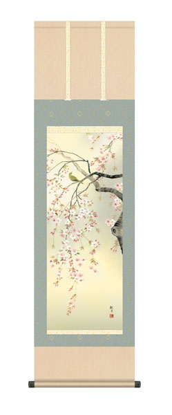 掛け軸 / 森山 観月 三美会 桜花 尺三立幅44.5×高さ約164cm 花鳥画 春掛け